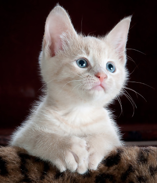 An image of a white kitten